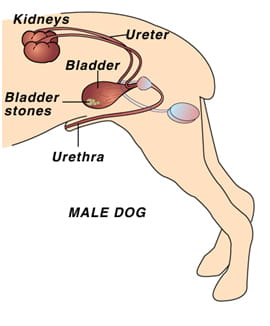 urate_bladder_stones_in_dogs urate_bladder_stones_in_dogs