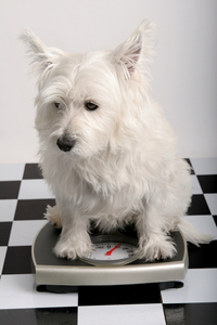 dog_-_white_terrier_on_scale