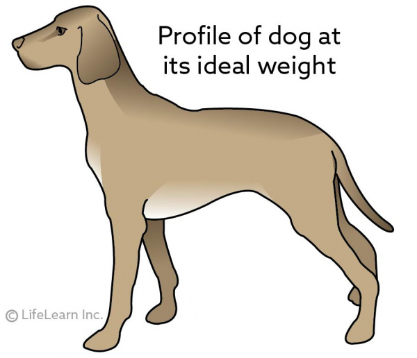 dog_ideal_weight_profile_2017
