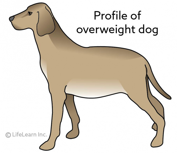 dog_obesity_profile_2017
