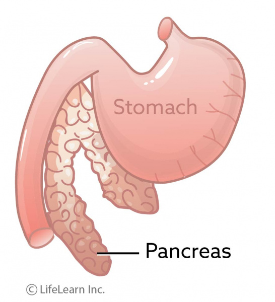 healthy_pancreas_with_stomach_2017-02