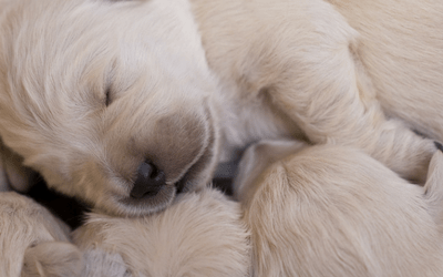 what causes puppies to be born dead