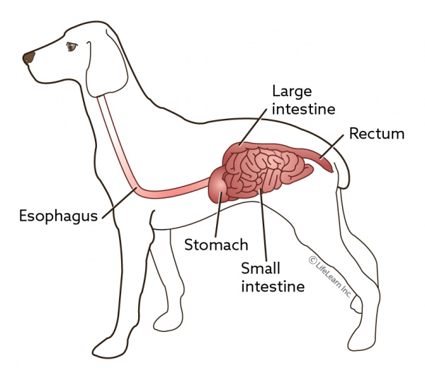 what food helps dogs with constipation
