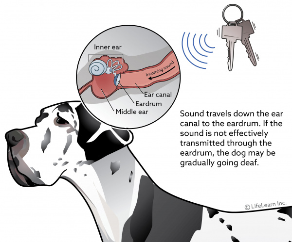 how are dogs helpful to the deaf