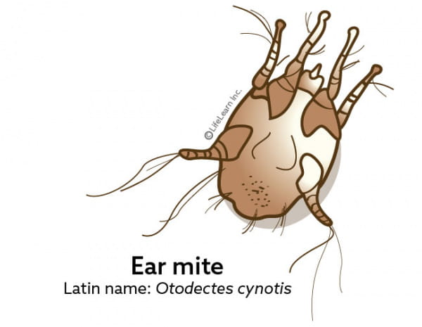 Dog ear mites pictures hotsell