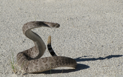 rattlesnake_snake_envenomization