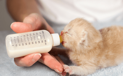 Does a kitten need milk best sale