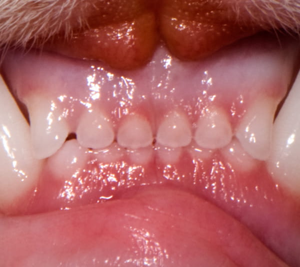 Malocclusions in Cats - When Teeth Are Misaligned | VCA Canada Animal ...