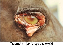 eye_emergencies-2