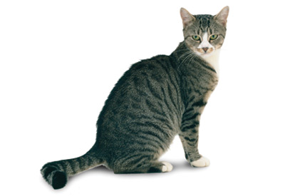 American Shorthair cat breed picture