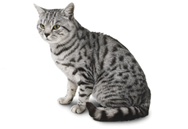 British Shorthair cat breed picture