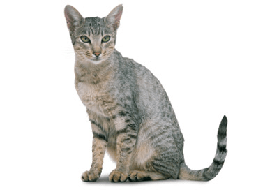 Clearance egyptian cat types 2025
