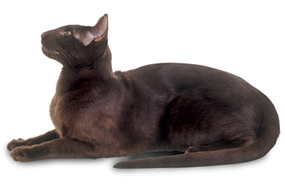Havana Brown cat breed picture