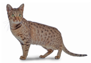 Ocicat cat breed picture