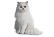 Persian cat breed picture