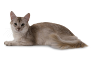 Somali cat breed picture