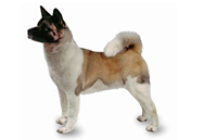 Akita dog breed picture