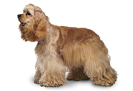 American Cocker Spaniel dog breed picture