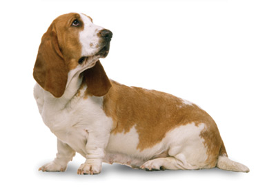 Basset Hound dog breed picture