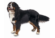 Bernese Mountain Dog breed picture
