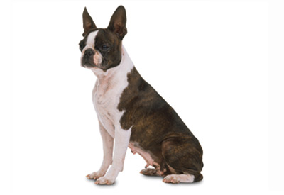 Boston Terrier dog breed picture