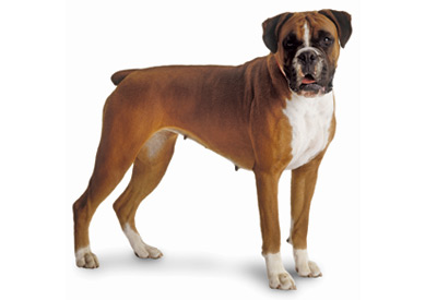 Boxer dog breed picture