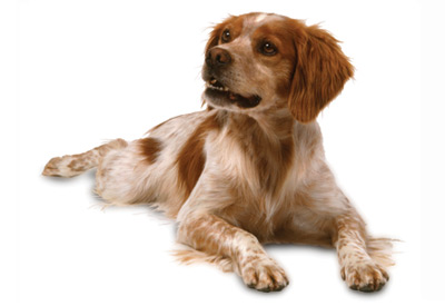 Brittany dog breed picture