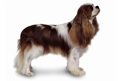 Cavalier King Charles dog breed picture