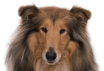 Collie dog breed picture