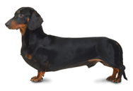 Dachshund dog breed picture