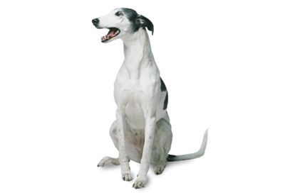 Greyhound dog breed picture