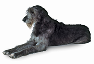 Irish Wolfhound dog breed picture