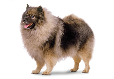 Keeshond dog breed picture