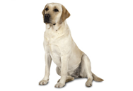 Labrador Retriever dog breed picture