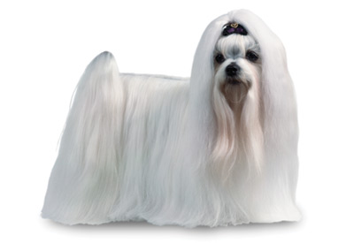 Maltese dog breed picture