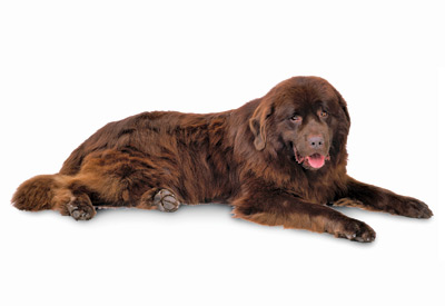 Newfoundland dog breed picture