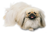 Pekingese dog breed picture