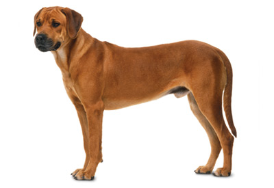 Rhodesian Ridgeback dog breed picture