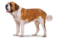 Saint Bernard dog breed picture