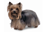 Yorkshire Terrier dog breed picture
