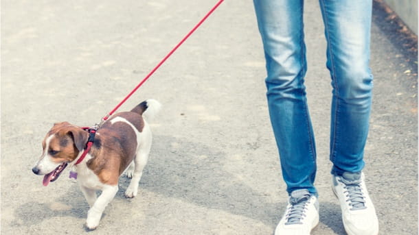 Dog on a walk