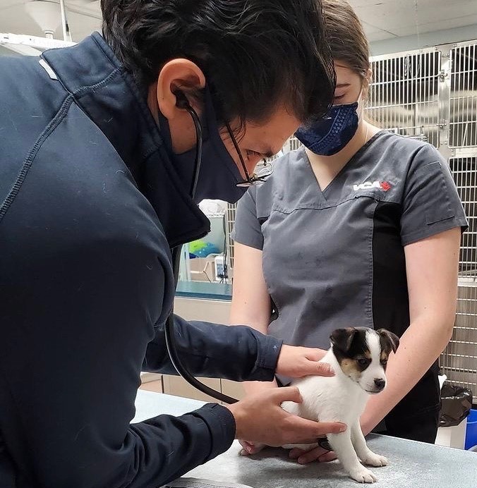 OVC Announcement - Veterinarian examines puppy 