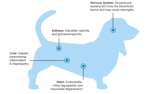Canine Periodontal