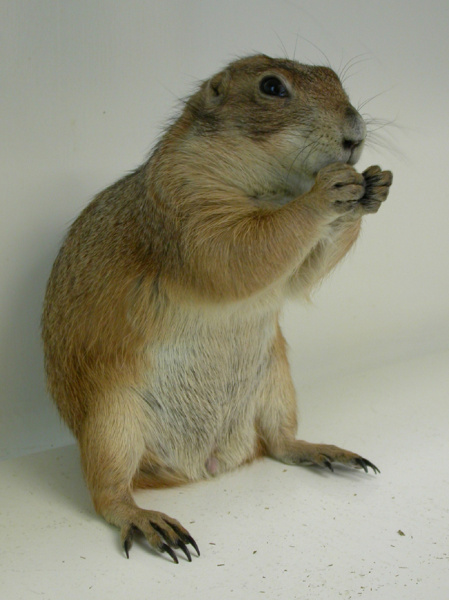 do rabbits and prairie dogs get along