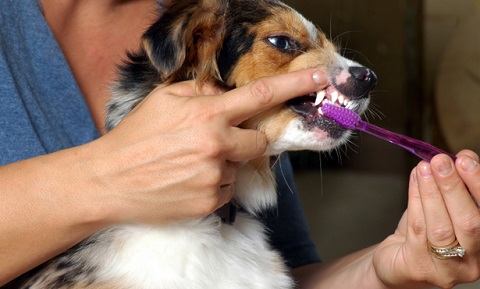 Plaque and Tartar Prevention in Dogs
