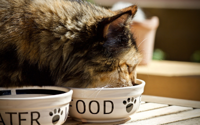 Critical Care Nutrition for Cats