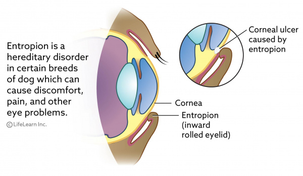 can an eyelash cause corneal ulcer in dog