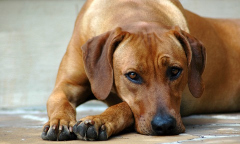 Gastritis in Dogs