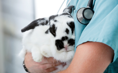 Diseases in Rabbits