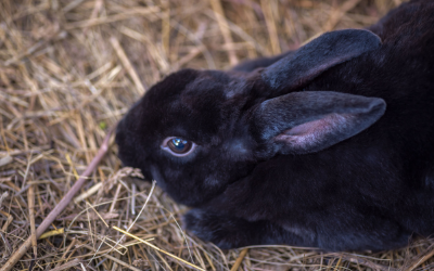 can dogs eat rabbit food